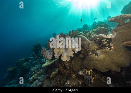 I raggi del sole splendono sulla barriera corallina con corallo di pelle, Sinularia, testa circondata dalle limpide acque tropicali blu di una barriera corallina Foto Stock