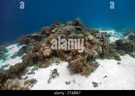 Colonia di coralli duri e morbidi cresce nelle sabbie bianche di una barriera corallina tropicale Foto Stock