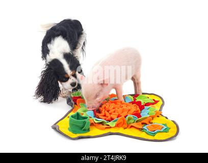 maiale e cane in miniatura rosa davanti a sfondo bianco Foto Stock