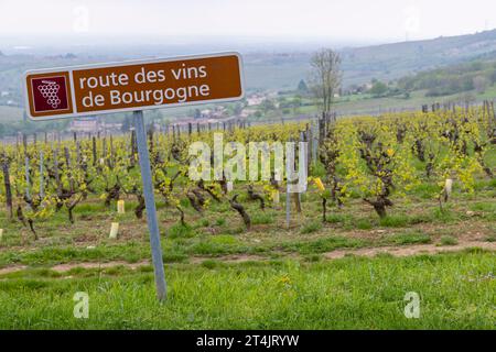 Strada del vino vicino a Saint-Veran e Macon, Borgogna, Francia Foto Stock