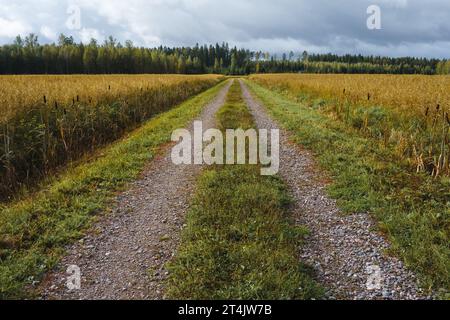 Strada sterrata vuota che attraversa il campo nella campagna finlandese. Foto Stock