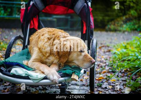 Il cane Golden Retriever sedeva in passeggino dopo un infortunio alla gamba aiutando il suo recupero con passeggiate in campagna Foto Stock