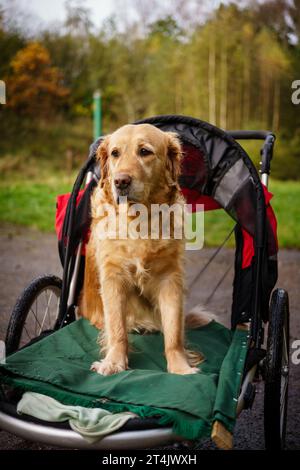 Il cane Golden Retriever sedeva in passeggino dopo un infortunio alla gamba aiutando il suo recupero con passeggiate in campagna Foto Stock