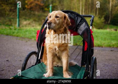 Il cane Golden Retriever sedeva in passeggino dopo un infortunio alla gamba aiutando il suo recupero con passeggiate in campagna Foto Stock