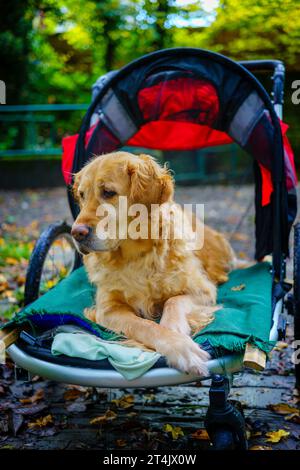 Il cane Golden Retriever sedeva in passeggino dopo un infortunio alla gamba aiutando il suo recupero con passeggiate in campagna Foto Stock