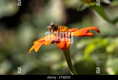 Polline di raccolta delle api su fiori d'arancio, Giardino Botanico dell'Università di Varsavia, Varsavia, Polonia Foto Stock