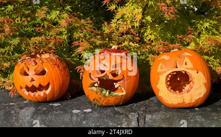 Tre zucche intagliate per Halloween Foto Stock