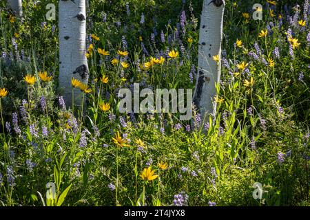 WY05398-00...WYOMING - Balsamroot e lupino fioriti sotto gli alberi di aspen in un prato vicino ai laghi di New Fork nella Bridger National Forest. Foto Stock