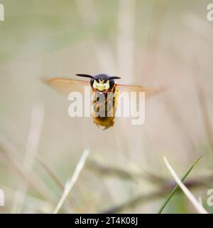 Vista frontale di Un lupo d'ape femmina, Philanthus triangulum, in volo con Un'ape paralizzata da utilizzare come cibo per le larve, New Forest UK Foto Stock
