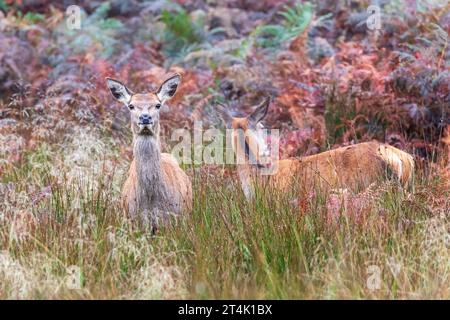 Cervo rosso, Cervus elaphus, hinds in Richmond Park, Londra, Regno Unito Foto Stock