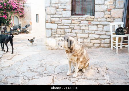 Gli animali senzatetto cercano rifugio. I cani superstiti vagano per la strada del villaggio, città vecchia. Creature abbandonate e vaganti. Cani da compagnia tristi, solitari e indifesi hanno bisogno di aiuto Foto Stock