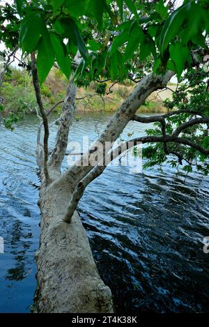 Il Vasona Lake County Park and Reservoir, Los Gatos, CALIFORNIA Foto Stock