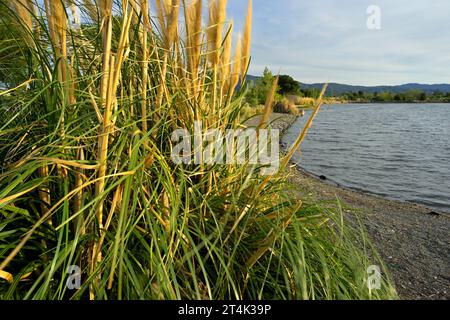 Il Vasona Lake County Park and Reservoir, Los Gatos, CALIFORNIA Foto Stock