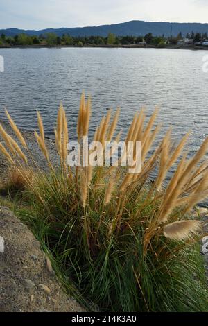 Il Vasona Lake County Park and Reservoir, Los Gatos, CALIFORNIA Foto Stock