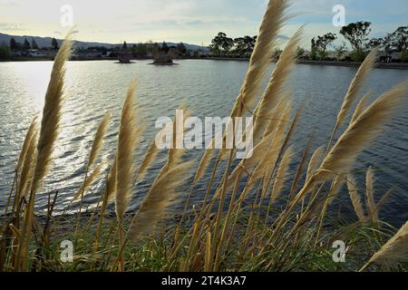 Il Vasona Lake County Park and Reservoir, Los Gatos, CALIFORNIA Foto Stock