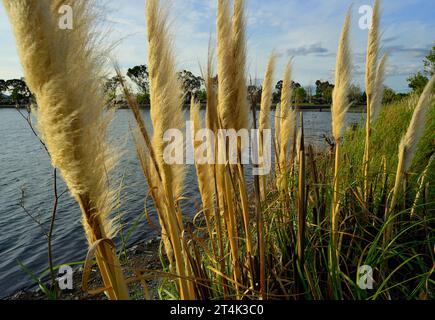 Il Vasona Lake County Park and Reservoir, Los Gatos, CALIFORNIA Foto Stock