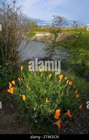 Il Vasona Lake County Park and Reservoir, Los Gatos, CALIFORNIA Foto Stock