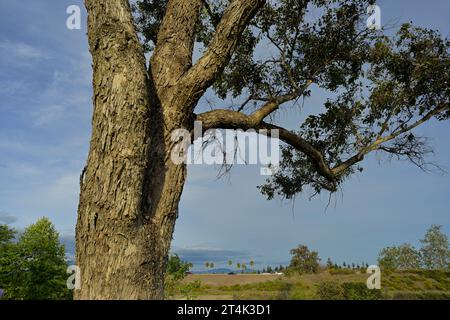 Il Vasona Lake County Park and Reservoir, Los Gatos, CALIFORNIA Foto Stock