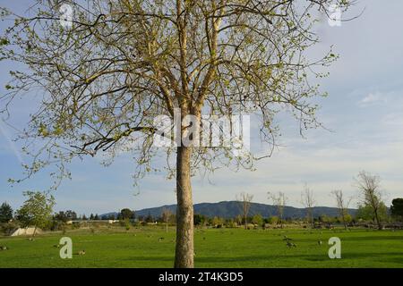 Il Vasona Lake County Park and Reservoir, Los Gatos, CALIFORNIA Foto Stock