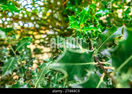 Filiale di Christmas Holly. Frutti di bosco holly di Capodanno con bellissime evidenziazioni su sfondo sfocato. Foto di alta qualità Foto Stock