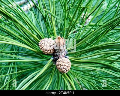 Il giovane Pine Buds in primavera. Pinus mugo, pino nano, pino mugo. Foto Stock