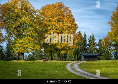 Camminando attraverso la foresta nell'area di protezione europea di Fohramoos in Austria Foto Stock