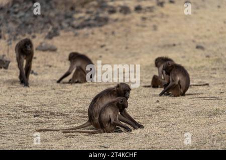 Gruppo di scimmie Gelada (Theropithecus gelada) nelle montagne Simien, Etiopia Foto Stock