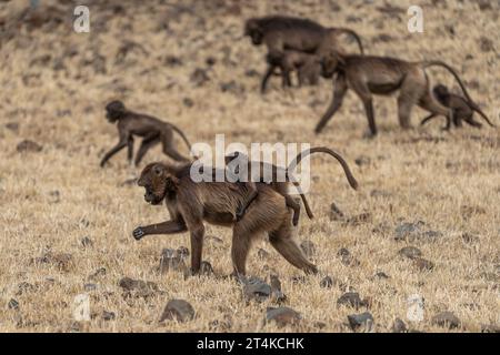 Gruppo di scimmie Gelada (Theropithecus gelada) nelle montagne Simien, Etiopia Foto Stock