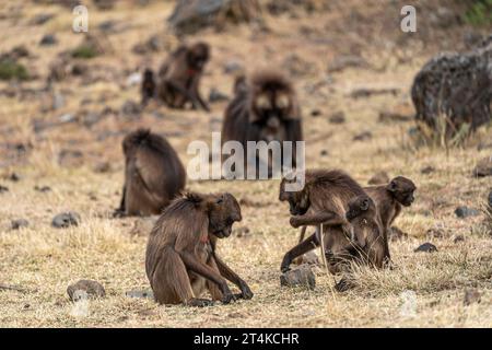 Gruppo di scimmie Gelada (Theropithecus gelada) nelle montagne Simien, Etiopia Foto Stock