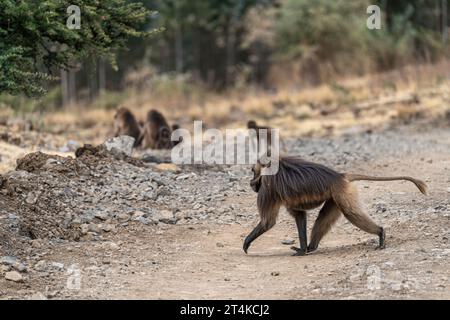 Gruppo di scimmie Gelada (Theropithecus gelada) nelle montagne Simien, Etiopia Foto Stock