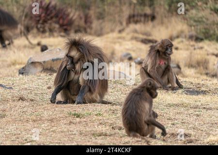 Gruppo di scimmie Gelada (Theropithecus gelada) nelle montagne Simien, Etiopia Foto Stock