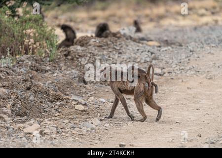 Gruppo di scimmie Gelada (Theropithecus gelada) nelle montagne Simien, Etiopia Foto Stock