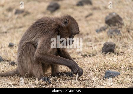 Gruppo di scimmie Gelada (Theropithecus gelada) nelle montagne Simien, Etiopia Foto Stock