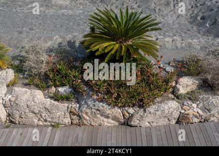 Vista ad alto angolo di un giardino roccioso sulla spiaggia con una piccola palma e piante di aloe (Aloe vera) fiorite in primavera, Liguria, Italia Foto Stock