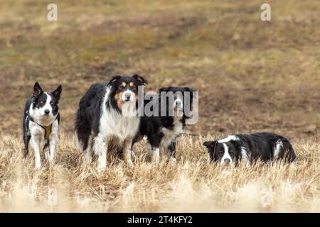 Un grande pacchetto di cani obbedienti - Border Collies in diverse età dal cane giovane al senior Foto Stock