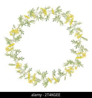 Wreath acquerello comune tansy. Fiori da campo gialli. Illustrazione disegnata a mano isolata su sfondo bianco. Clipart botanico dei fiori selvatici Foto Stock