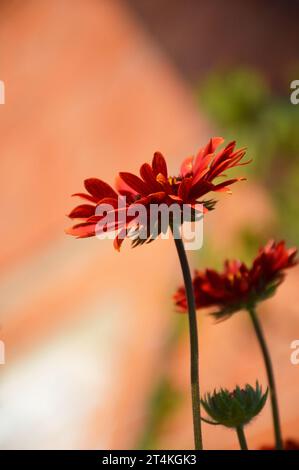 Fiore di coperta rosso (Gaillardia Bordeaux) nel giardino Foto Stock