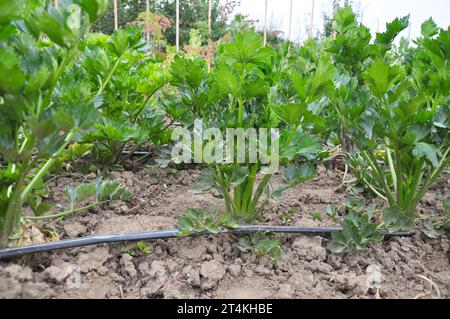 Il sedano cresce in terreno biologico aperto con irrigazione a goccia Foto Stock