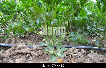 Il sedano cresce in terreno biologico aperto con irrigazione a goccia Foto Stock