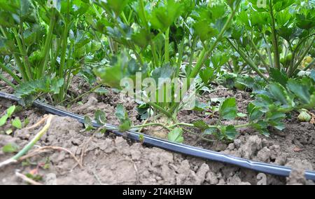 Il sedano cresce in terreno biologico aperto con irrigazione a goccia Foto Stock