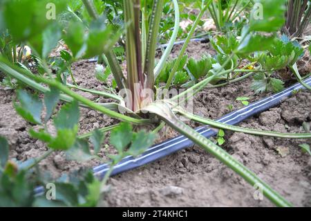 Il sedano cresce in terreno biologico aperto con irrigazione a goccia Foto Stock