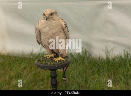 Gyr Cross Saker Falcon sedeva su un posatoio di legno a una partita e a una fiera di campagna Foto Stock