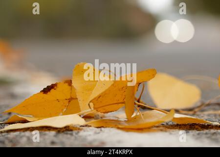L'autunno parte sulla strada con bokeh dai fari di un'auto nel preventive di Alcoi, Spagna Foto Stock