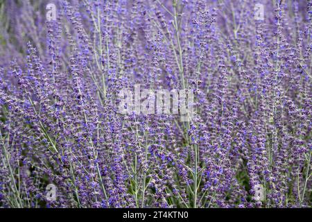 La rue blu è ideale per i luoghi asciutti Foto Stock