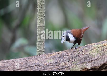 Il babbler a coste bianche (Stachyris thoracica) è una specie di uccello della famiglia Timaliidae. Si trova a Bali e Java. Foto Stock