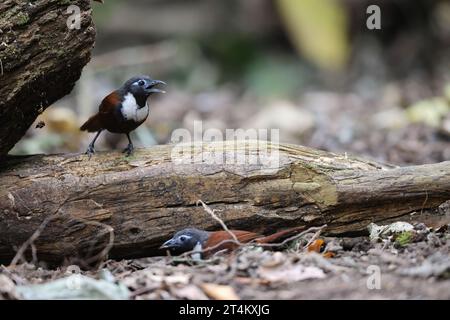 Il babbler a coste bianche (Stachyris thoracica) è una specie di uccello della famiglia Timaliidae. Si trova a Bali e Java. Foto Stock