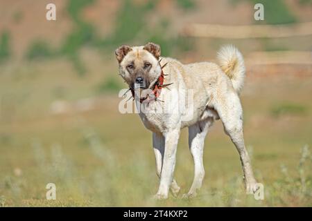 Cane pastore anatolico con colletto di ferro a spillo che giace nel pascolo. (Il collare in ferro con denti protegge il collo dei cani dai lupi. Foto Stock