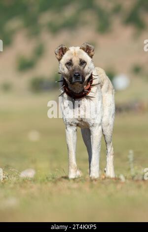 Cane pastore anatolico con colletto di ferro a spillo che giace nel pascolo. (Il collare in ferro con denti protegge il collo dei cani dai lupi. Foto Stock