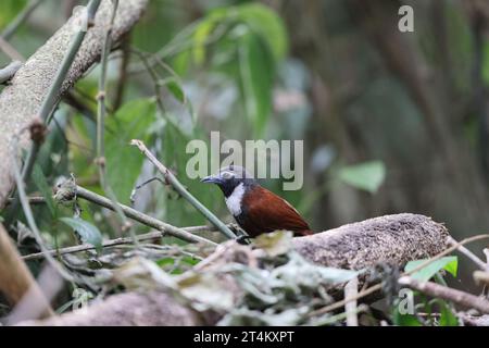 Il babbler a coste bianche (Stachyris thoracica) è una specie di uccello della famiglia Timaliidae. Si trova a Bali e Java. Foto Stock