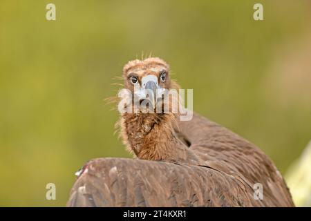 Ritratto dell'Avvoltoio Cinereo (Aegypius monachus) su sfondo naturale giallo. Foto Stock